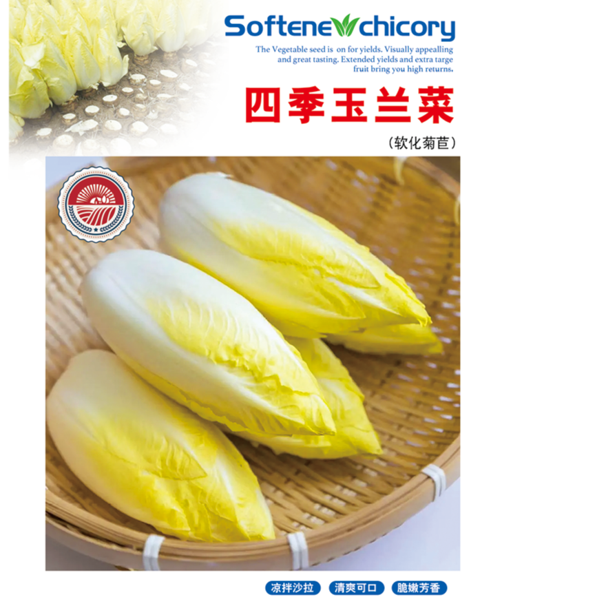 四季金玉兰菜种子根苗多年生秋冬蔬菜种子籽高产阳台种植奶油快菜