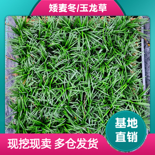 日本矮麦冬草玉龙草庭院草坪绿化地被植物细叶金边耐寒绿化工程苗