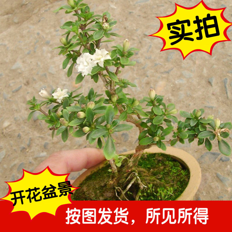提根微型一物一拍满天星六月雪