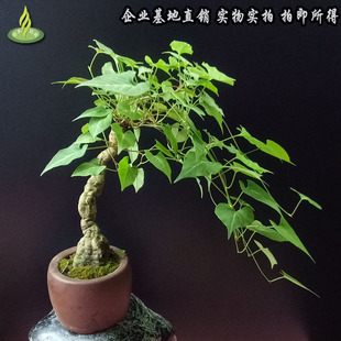 四川野生何首乌盆景盆栽花卉观根观叶药用价值好老盆栽好养 包邮