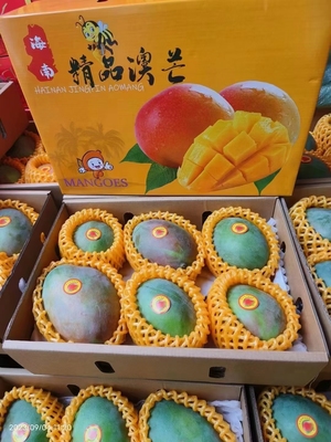 海南澳芒果园直发新鲜采摘凯特芒顺丰包邮