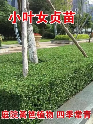 小叶女贞树苗庭院绿篱植物抗寒不落叶四季常青青叶女贞绿化工程苗