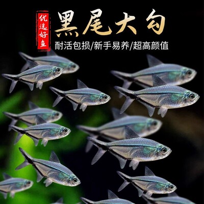 黑尾大勾鱼热带淡水观赏鱼群游