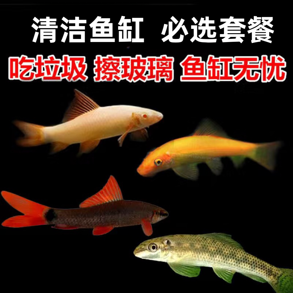 清道夫鱼金苔鼠鱼老鼠鱼鱼缸清洁工具清洁三剑客吃青苔除藻包邮