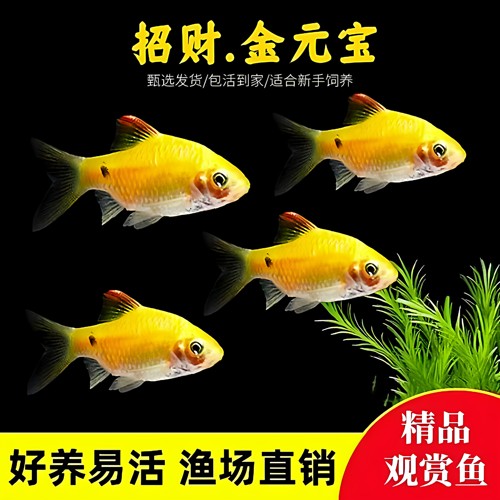 招财金元宝冷水好养淡水观赏鱼