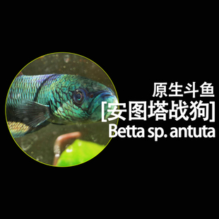 【安图塔战狗】 L型安图塔战狗压成 苗子 战狗原斗 原生斗鱼 口孵