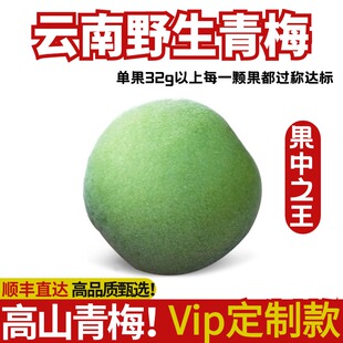 【Vip定制果王款】云南丽江青梅5斤泡酒专用高山青梅野生酸梅