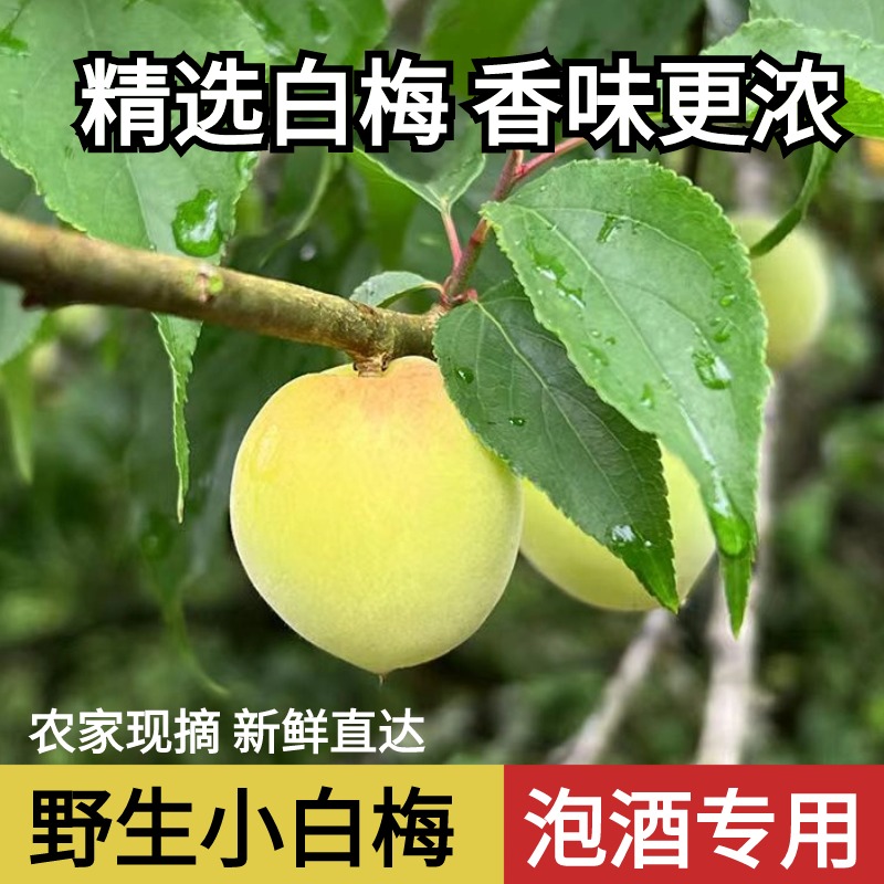 深山小白梅5斤泡酒诏安新鲜现摘野生青梅酸脆白粉梅孕妇酵素酸果