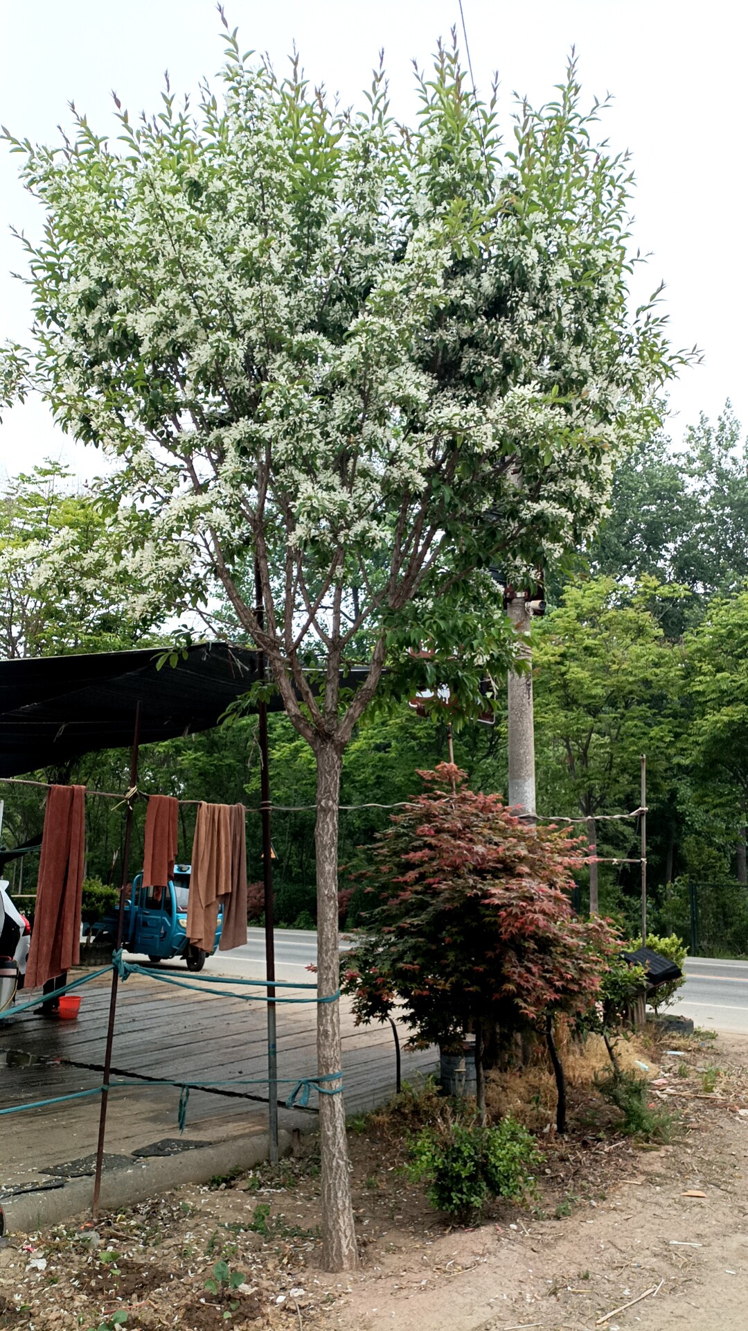 绿化植物耐寒流苏树耐寒耐热造景流苏花苗牛筋子四月雪油根子苗