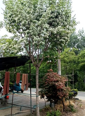 绿化植物耐寒流苏树耐寒耐热造景流苏花苗牛筋子四月雪油根子苗
