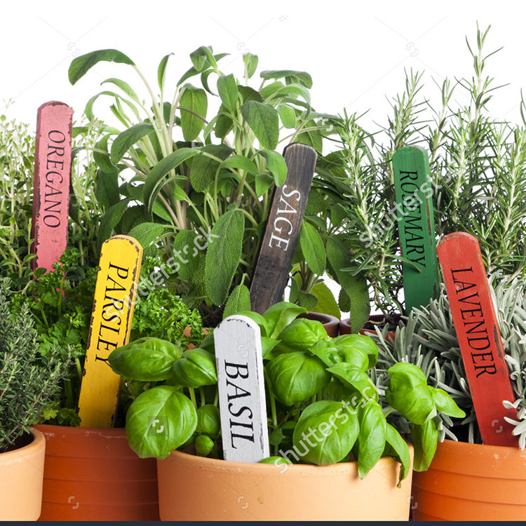 青莲居香草糖果草莓留兰香薄荷科西嘉柠檬盆栽香草泡茶沙拉易养