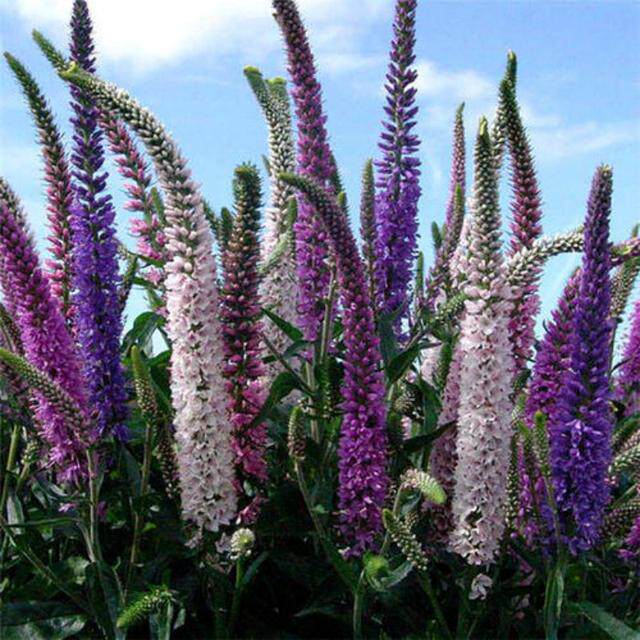 多年生穗花婆婆纳种子苗花苗四季可种易种易活