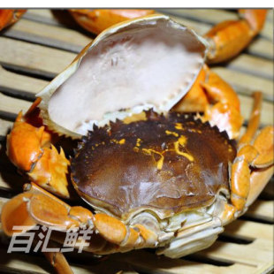 单只售【重皮蟹】150克/只台山活重壳蟹软壳蟹青蟹换壳膏蟹双壳蟹