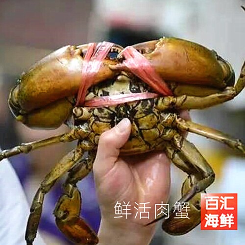 鲜活肉蟹一只1斤整只大螃蟹