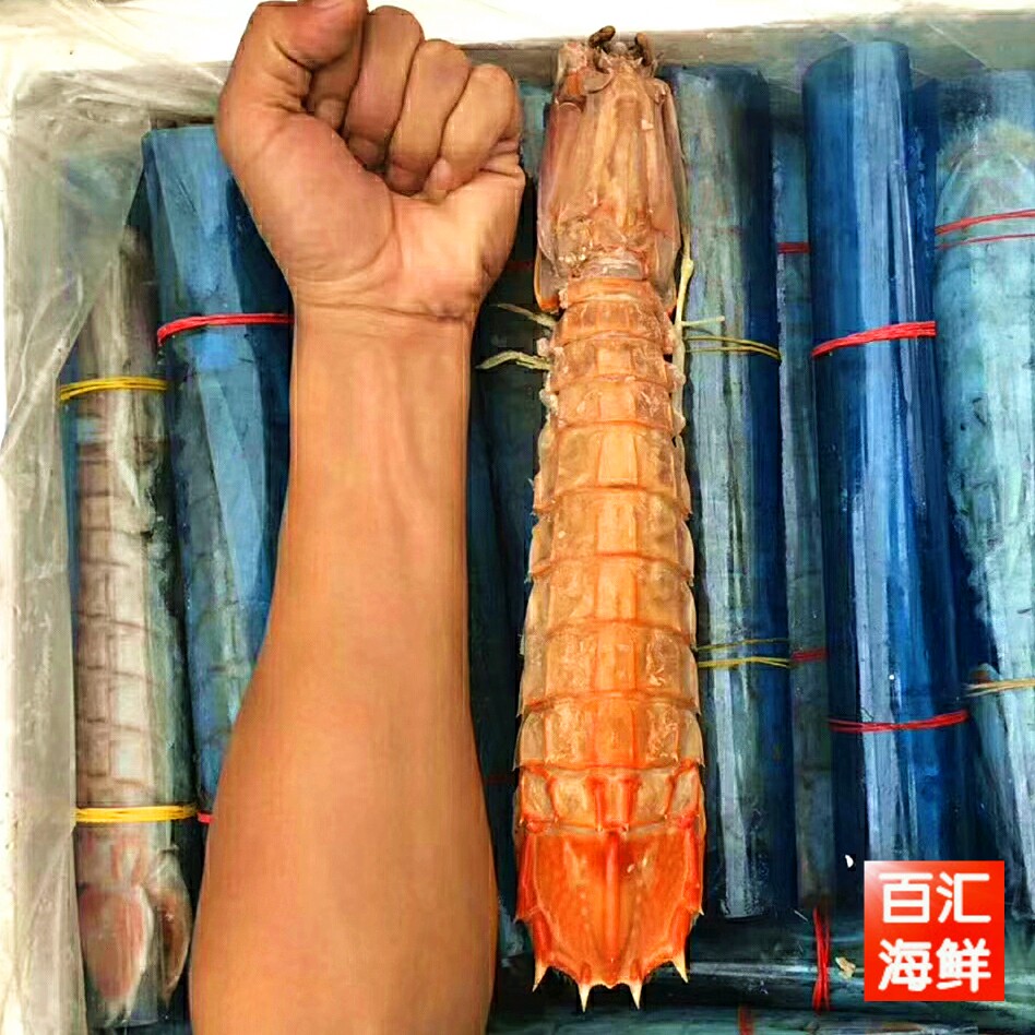 【熟冻濑尿虾】一条单售 非活虾 肉虾非膏虾 超大泰国皮皮虾烧烤