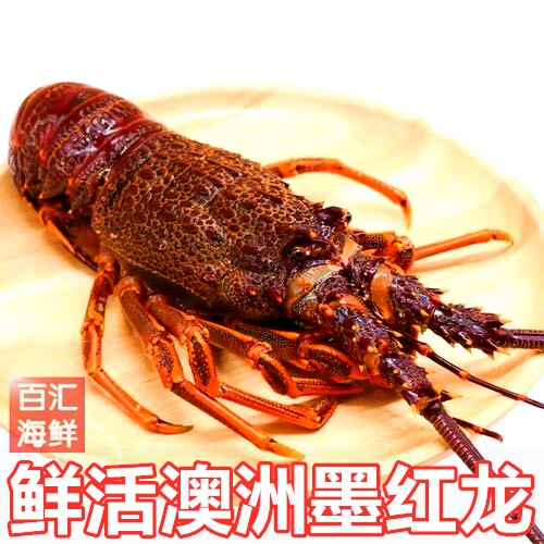 【鲜活澳州红龙虾】约1.8斤/只青龙虾墨红龙岩龙水产刺身切片生食