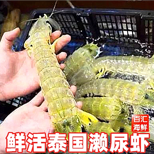 【广州跑腿】 一条单售 泰国濑尿虾 鲜活大皮皮虾 活虾打氧包配送