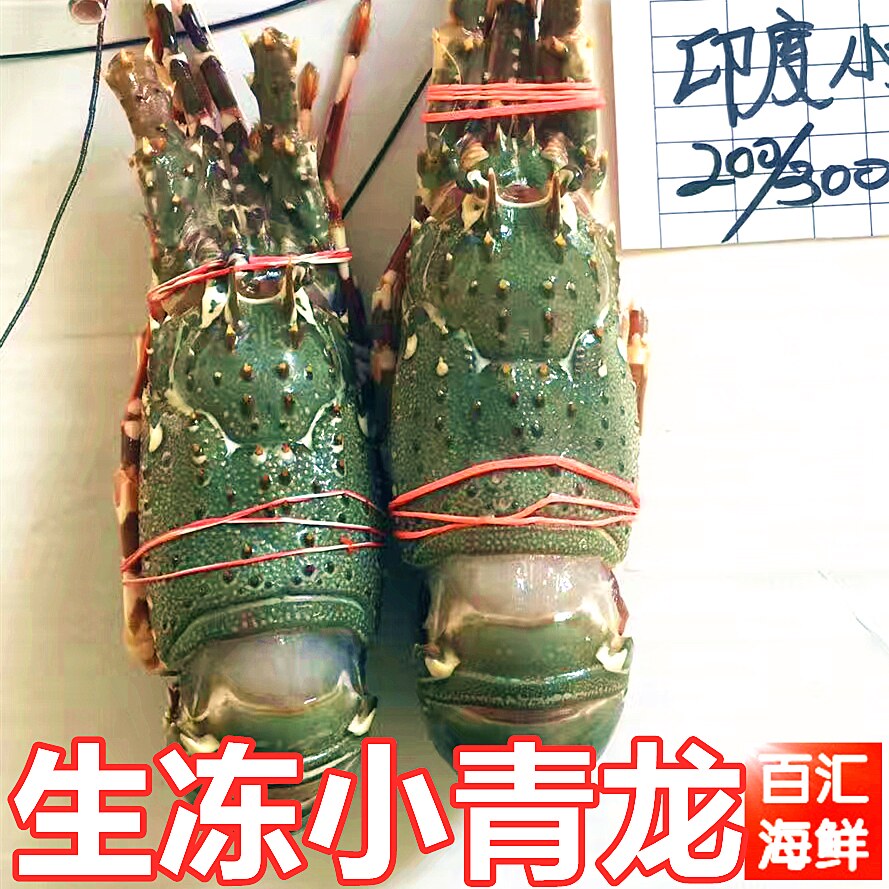 【冷冻小青龙】一份2只包邮 生冻印度青龙仔露营烧烤铁板龙虾西餐