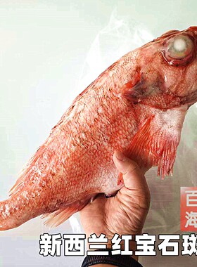 新西兰红宝石斑鱼2斤/条香煎红烧