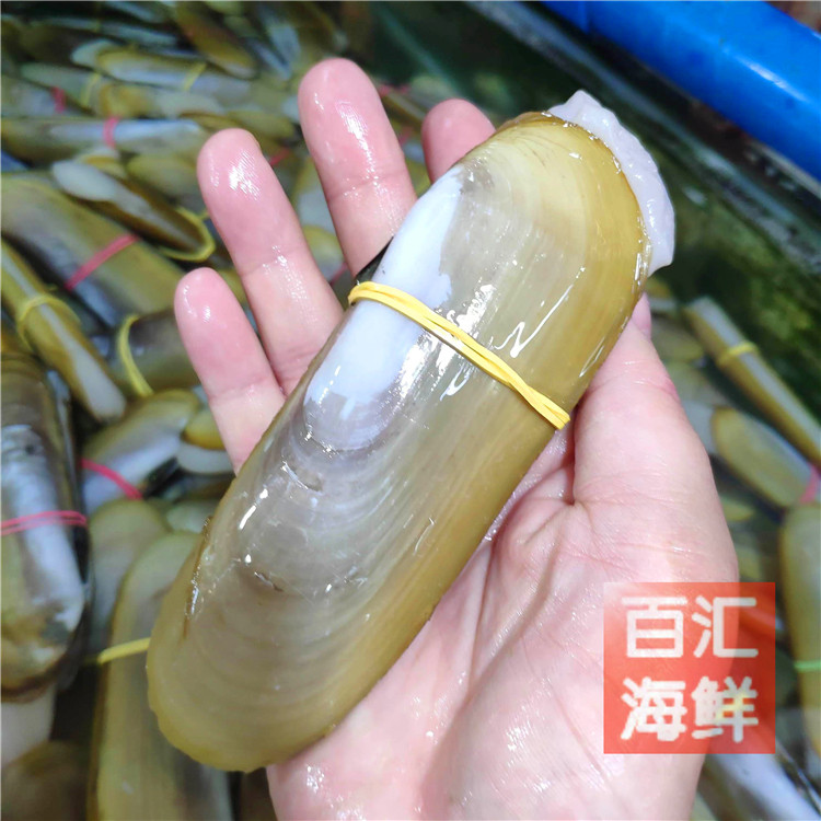 【鲜活富贵蚌】500g小蚌仔蚌蛤小象拔蚌扇贝海鲜水产烧烤铁板火锅