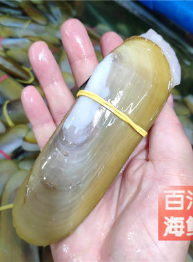 富贵蚌活蚌一斤火锅烤烤