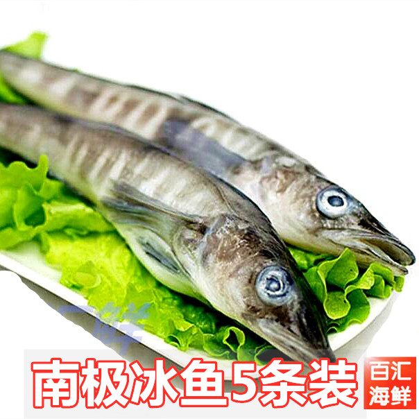 【中码南极冰鱼】5条/包1.5斤 白鱼深海鱼铁板清蒸露营烧烤西餐厅