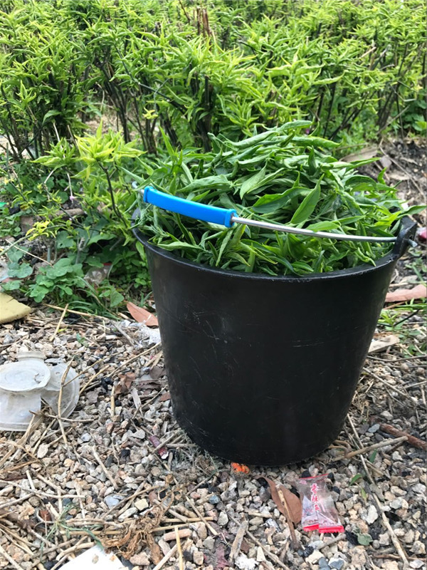 忧遁草优盾草鳄嘴花黎王草新鲜叶子干叶嫩叶野生纯种小尖叶茶花茶