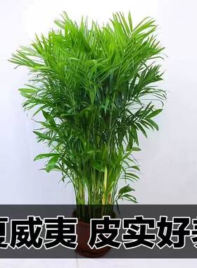 夏威夷竹椰子树盆景好养净化空气