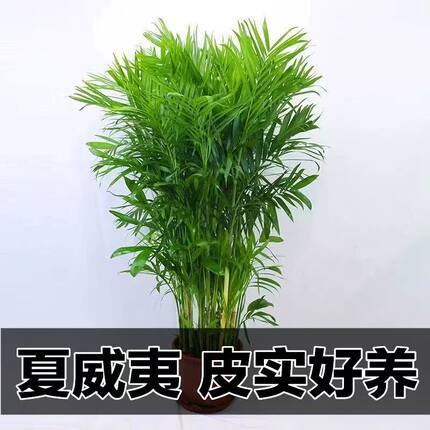 夏威夷竹椰子树盆景+富贵椰子办公好养植物四季常青