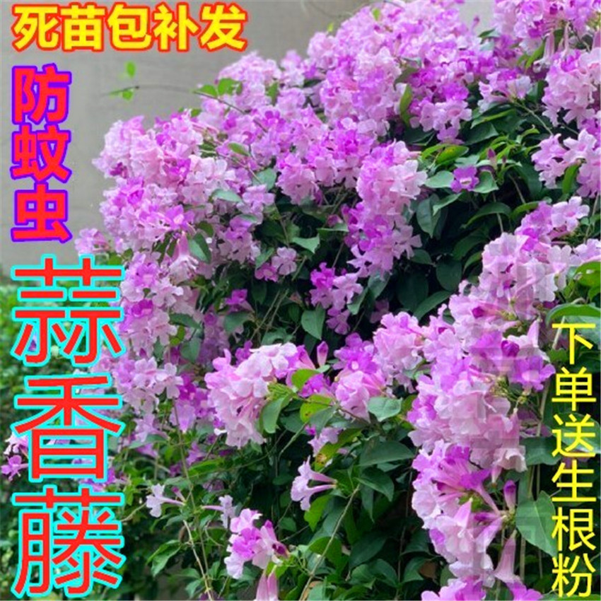 当年开花芳香盆栽蒜香藤大苗阳台庭院围墙爬藤绿植紫铃藤耐热耐旱