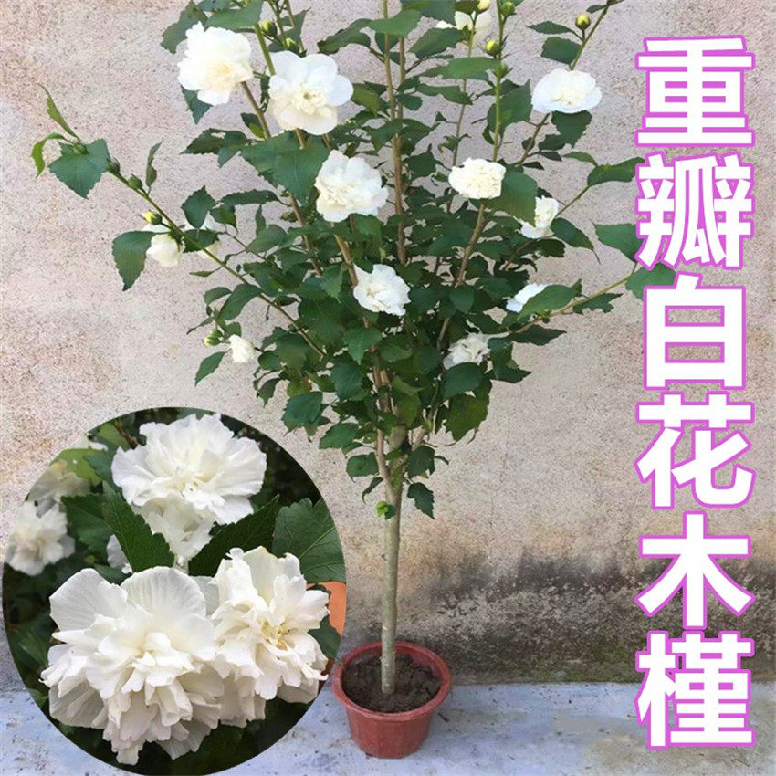 可食用白银花 重瓣白木槿花苗盆栽阳台庭院绿植花圃直销 当年开花