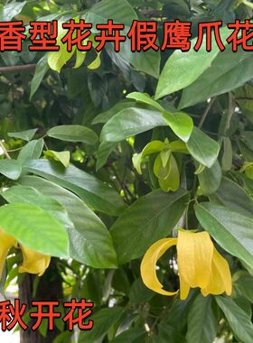 木本庭院阳台夏秋开花假鹰爪花
