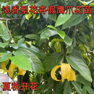 浓香花卉假鹰爪树苗 盆栽绿植植物当年开花鹰爪兰木本开花 鹰爪花