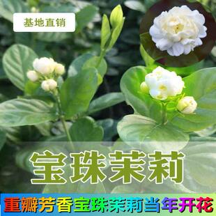 正宗圆叶宝珠茉莉花苗 庭院阳台当年开花芳香重瓣茉莉花 四季常绿