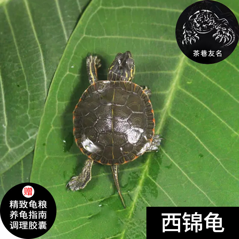 西锦龟西部锦龟深水活体小乌龟宠物观赏情侣龟家养长寿健康,宠物/宠物食品及用品,龟/鳖,淘宝优惠券,粉丝福利购,淘宝优惠卷