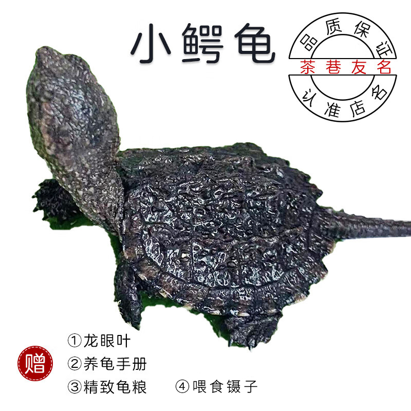 北美小鳄龟杂佛鳄龟苗活物小乌龟宠物活泼外塘凶猛食用健康幼苗属于什么档次？