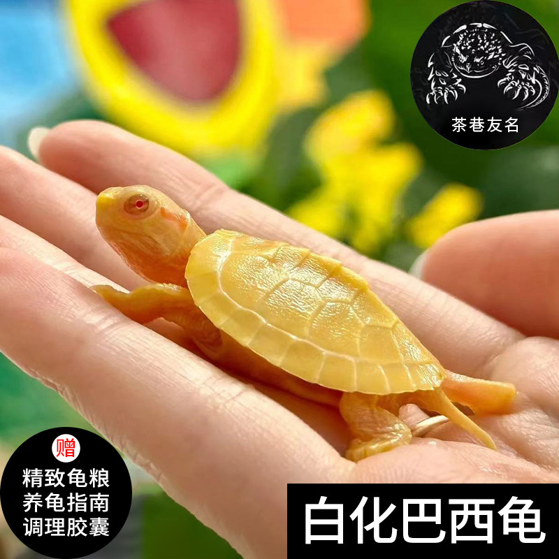 白化巴西龟变异观赏黄金活体宠物龟大小乌龟活物