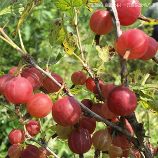 灯笼果苗东北红醋栗果树苗盆栽地栽南北方种植当年结果灯笼果树苗