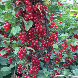 红加仑苗红豆苗红醋栗苗红灯笼果苗南北方种植当年结果红加仑树苗