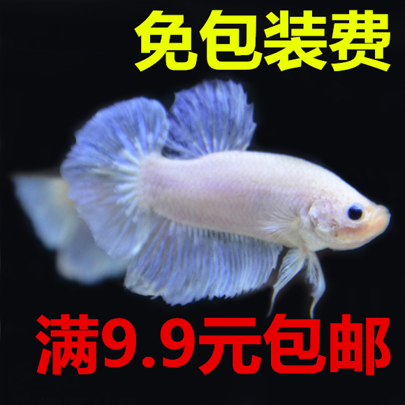 泰国斗鱼大耳半月将军马尾狮王公母苗压成活体满9.9元包邮鱼苗