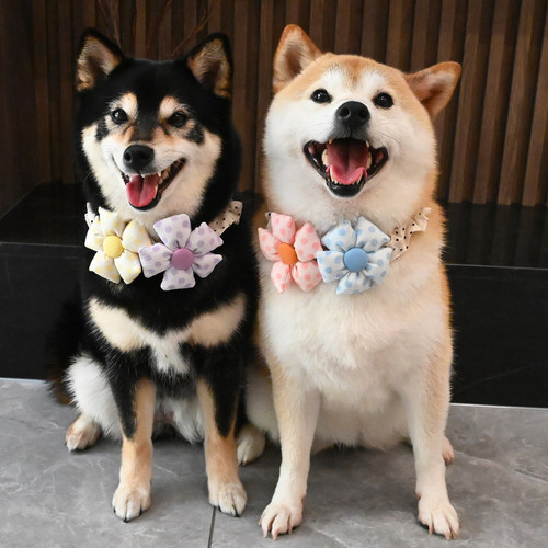 宠物猫咪狗狗泰迪西高地柯基柴犬领结围脖太阳花朵围巾脖圈饰品