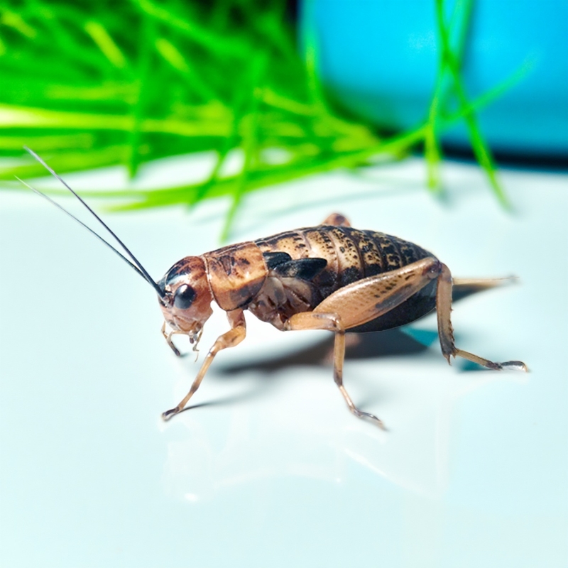 蟲族油葫蘆蟋蟀蛐蛐活蟲包郵包活