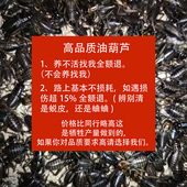 黑蛐蛐 活虫 包邮 油葫芦 到家 养殖场直发 小蟋蟀 活体 蟋蟀 活物