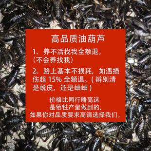 蟋蟀 油葫芦 小蟋蟀 黑蛐蛐 活虫 活物 活体 养殖场直发 包邮到家