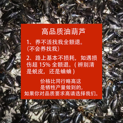 油葫芦蟋蟀守宫活食活虫大号包活