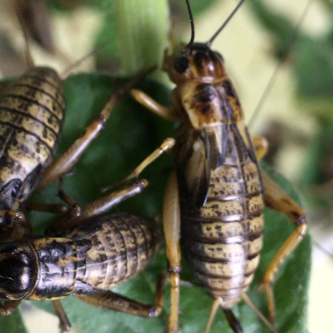 双斑油葫芦蟋蟀活物活体守宫饲料