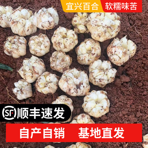 2025现挖宜兴新鲜食用百合顺丰