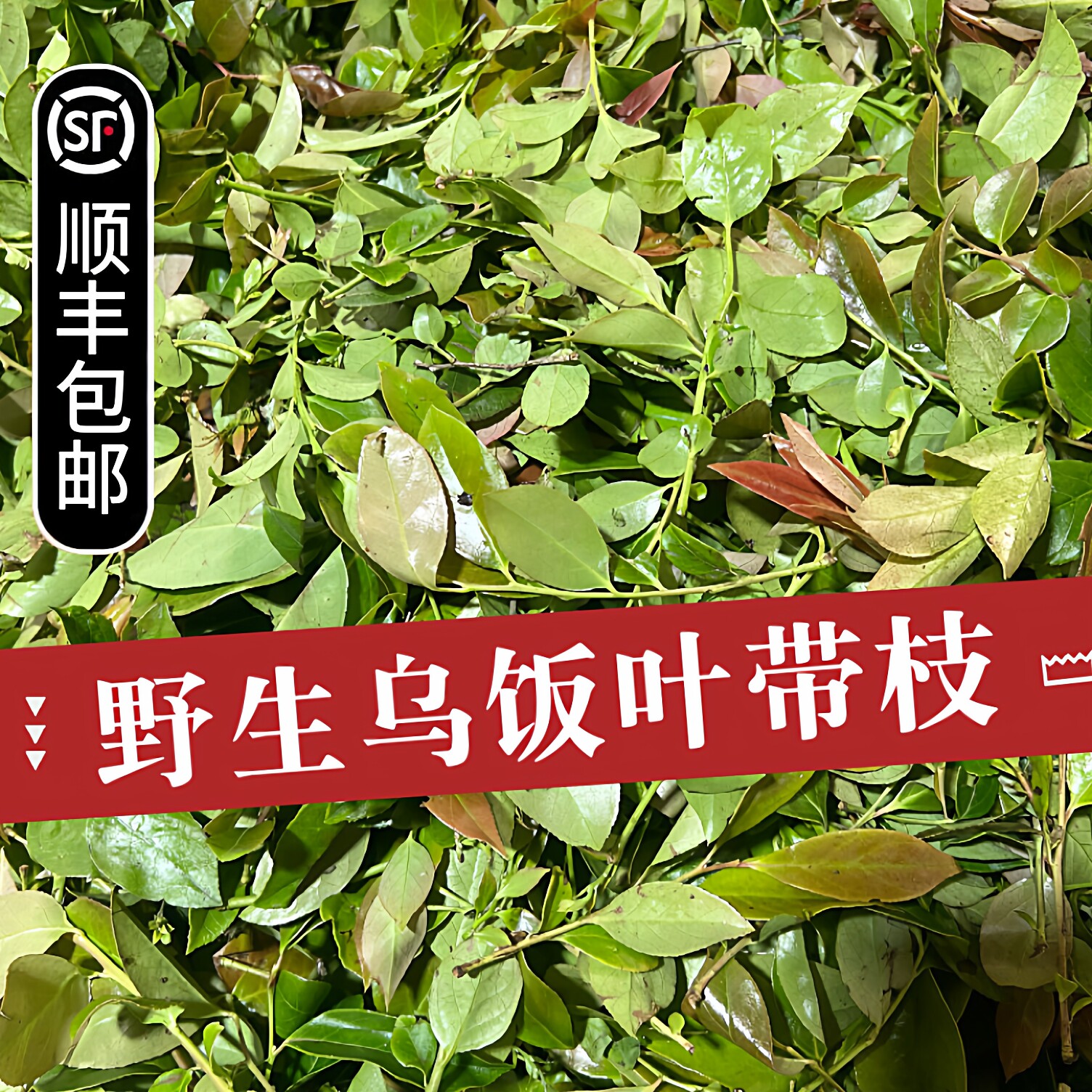 2026新鲜采摘野生乌饭叶子500g南烛叶汁黑饭草头做乌米粽宜兴特产
