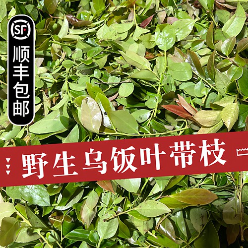 2026新鲜采摘野生乌饭叶子500g南烛叶汁黑饭草头做乌米粽宜兴特产