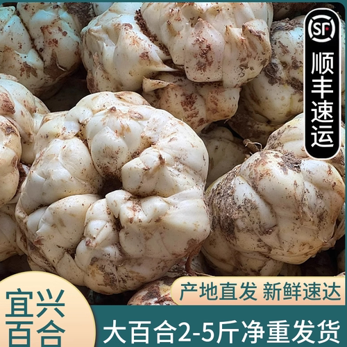 正宗宜兴新鲜大百合顺丰包邮